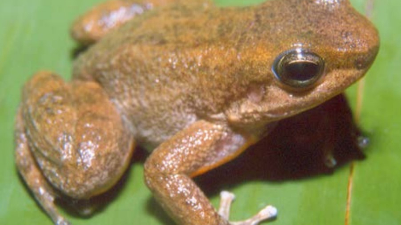 M riveroi Heinrich Kaiser