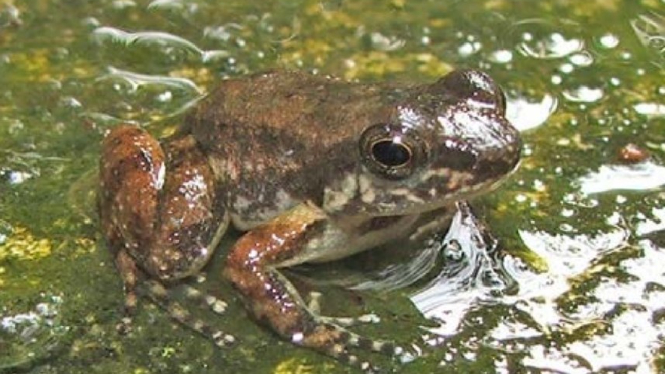 M trujillensis Juan Pablo Diasparra