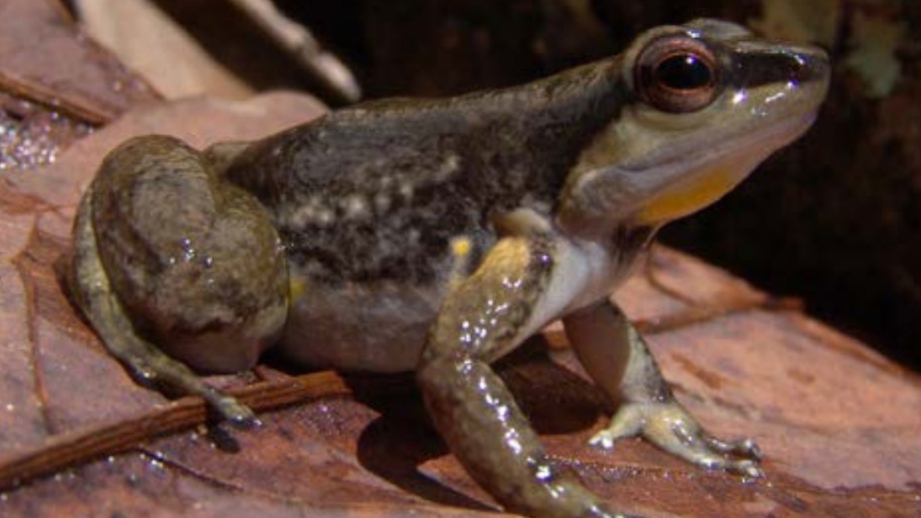 Mannophryne orellana Cesar Barrio-Amoros