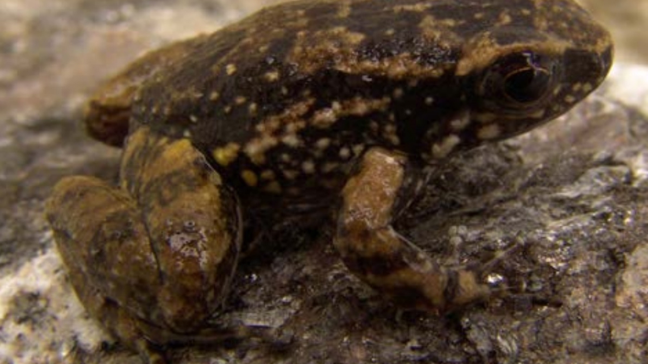 Mannophryne urticans Cesar Barrio-Amoros