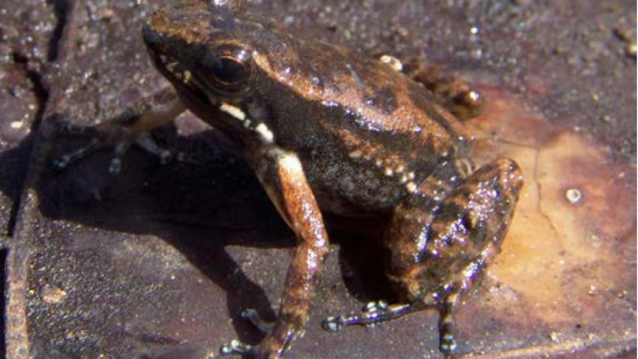 Mannophryne vulcano Cesar Barrio-Amoros