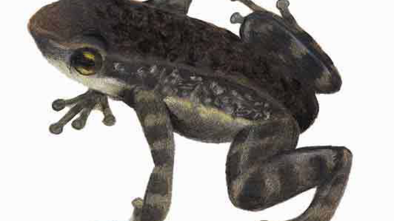 Mannophryne caquetio