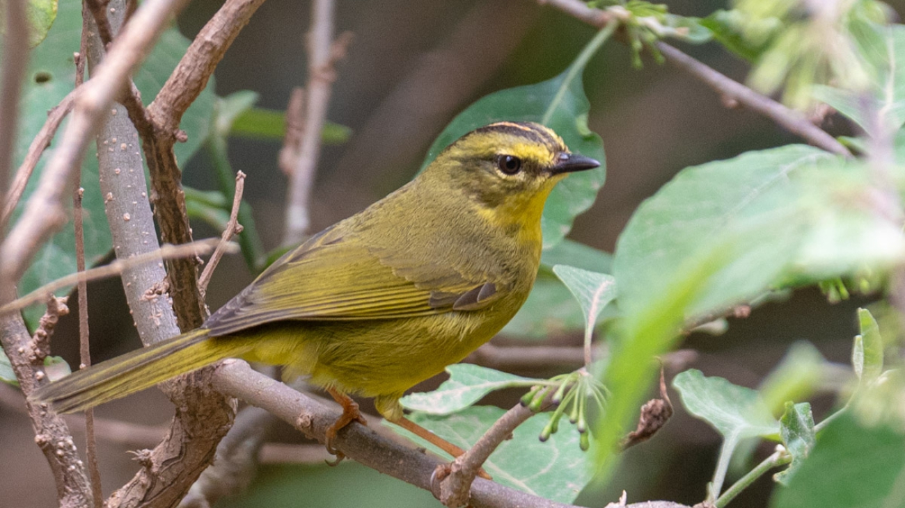 Myiothlypis bivittata