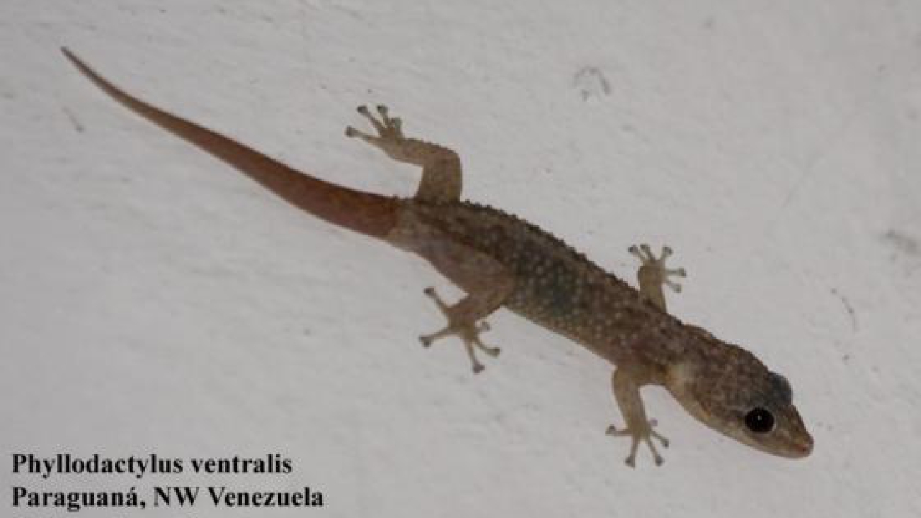 Fuente: Gerard Van Buurt.