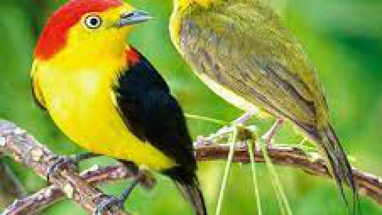 Pipra filicaudaimages