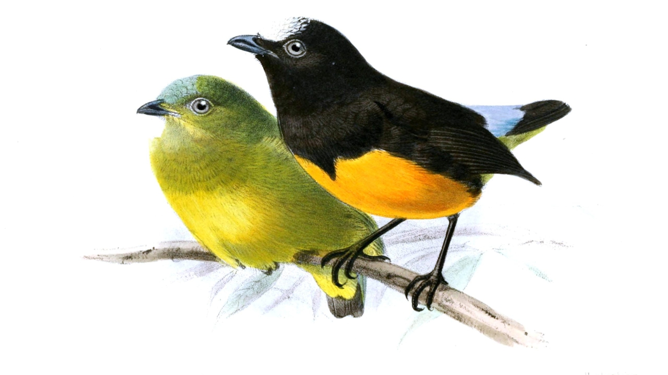 PipraSuavissimaKeulemans