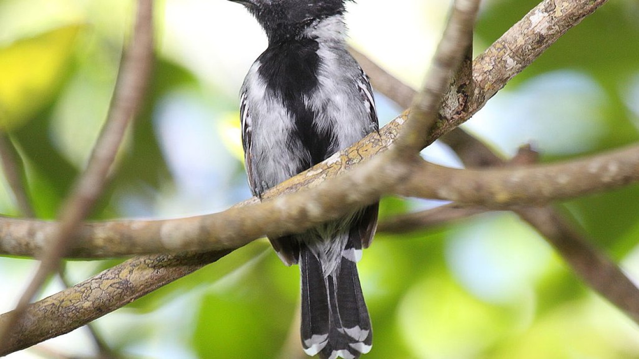 Sakesphorus canadensis macho