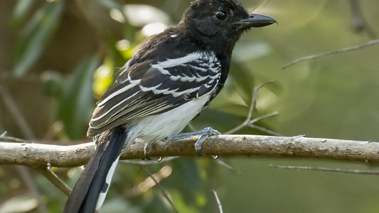 Sakesphorus melanonotus