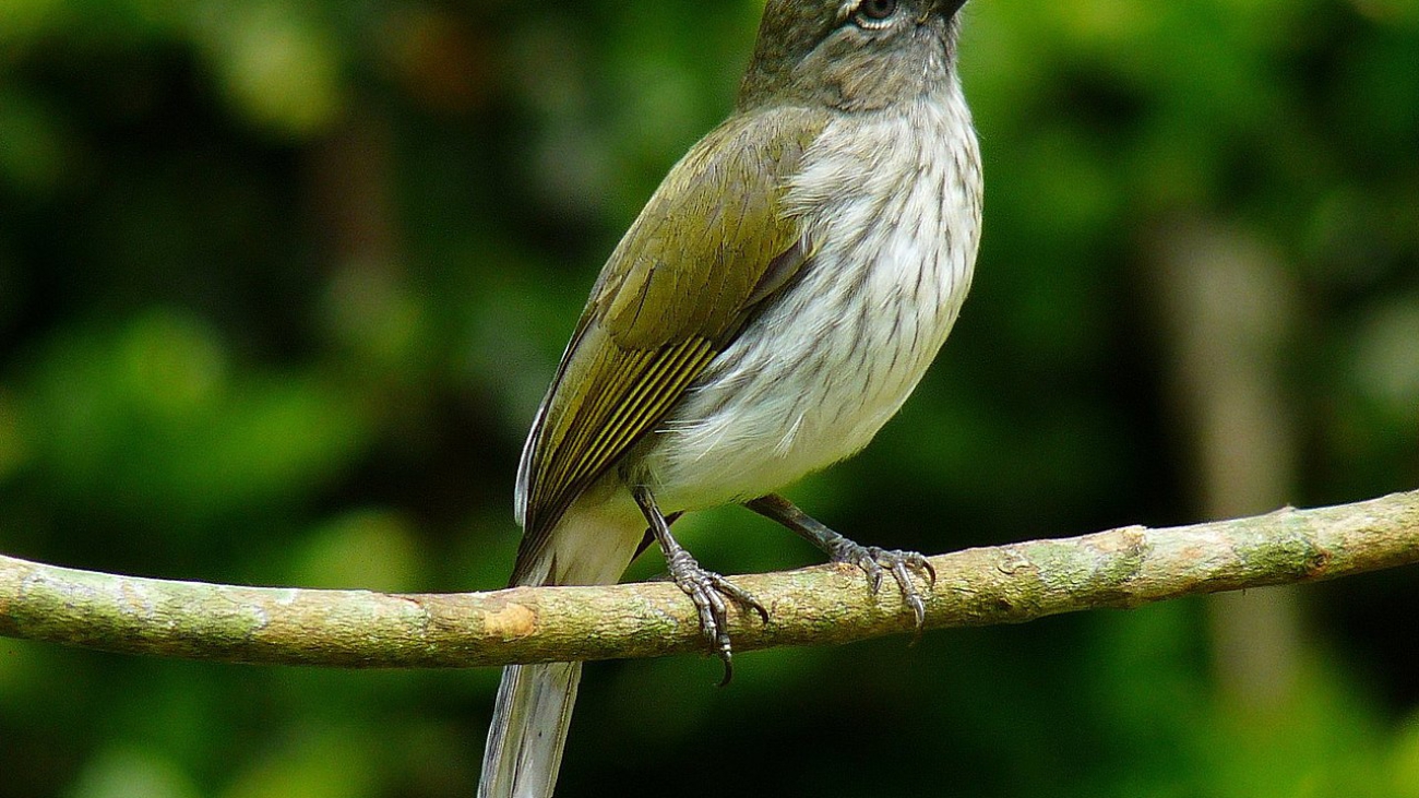 Saltator striatipectus