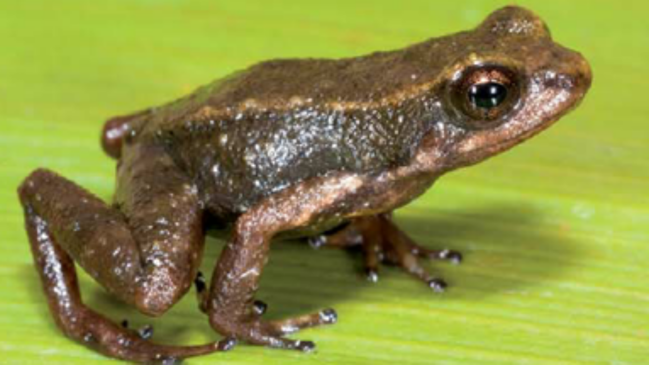 Screenshot 2024-11-26 at 13-41-04 Anomaloglossus-roraima-showing-intrapopulation-variation-in-color-in-life-A.png (PNG Imagen 850 × 1143 píxeles)