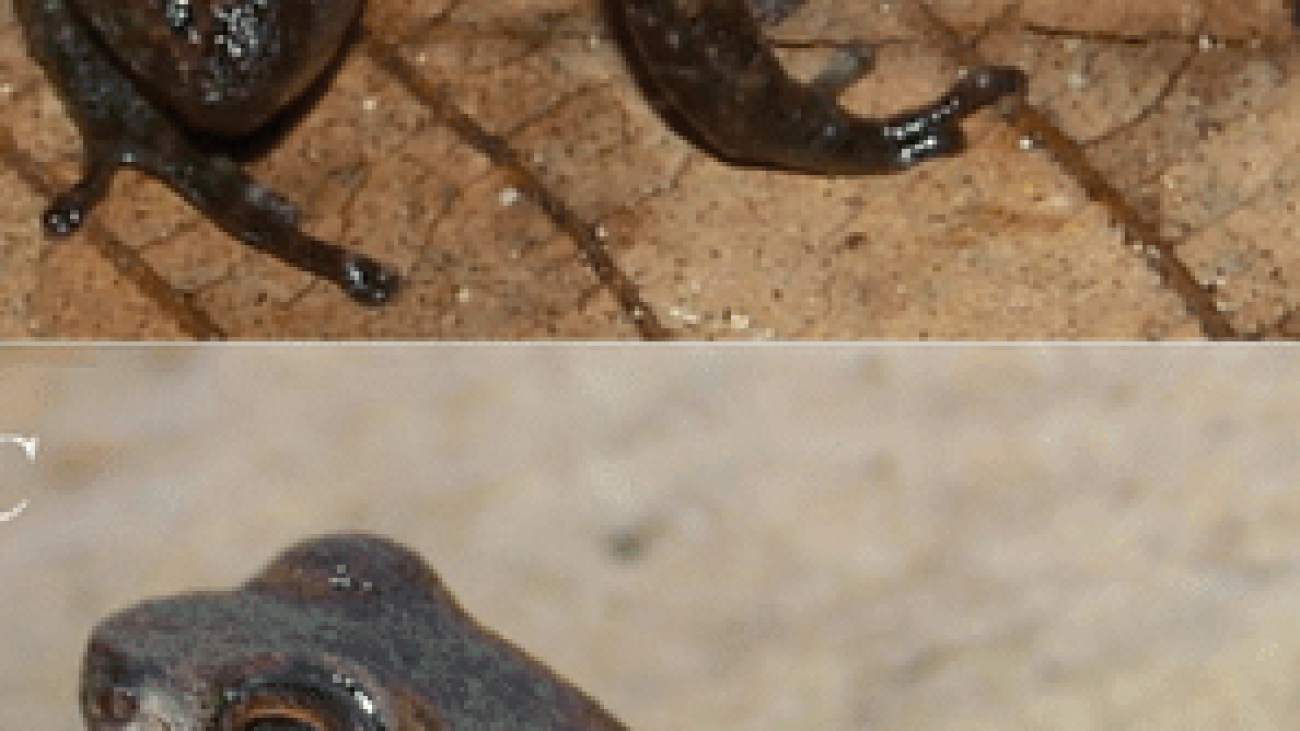 Screenshot 2024-12-04 at 15-37-48 AromobatesA cannatellai CVULA