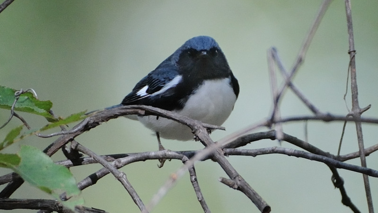 Setophaga caerulescens