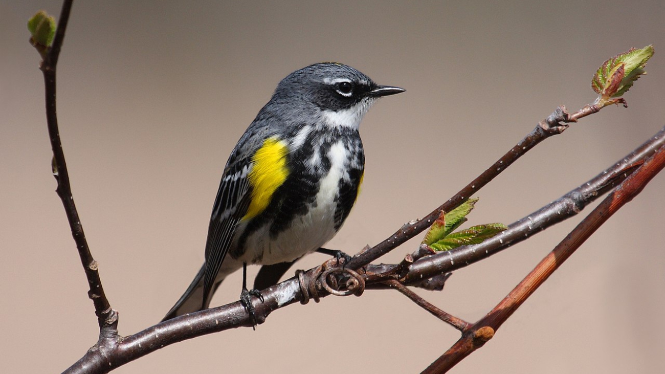 Setophaga coronata_Cephas