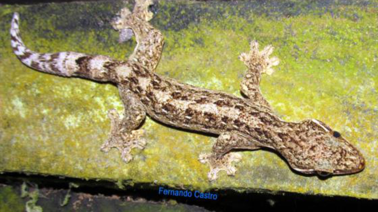 Fuente: Fernando Castro.