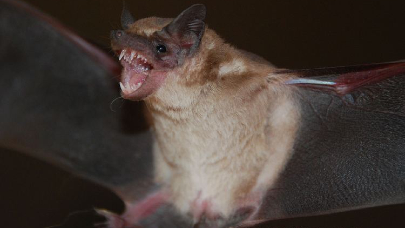 molossops neglectus - dog-face