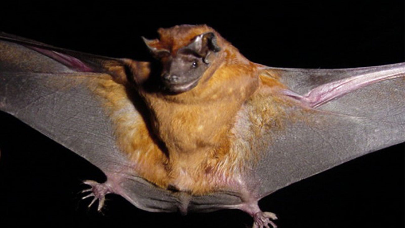 Foto por Carlos Boada.