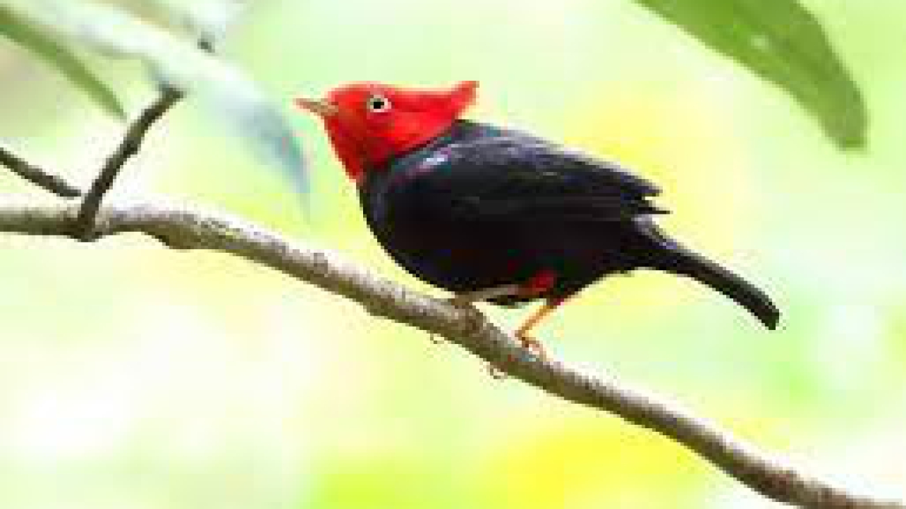 pipra cornuta images