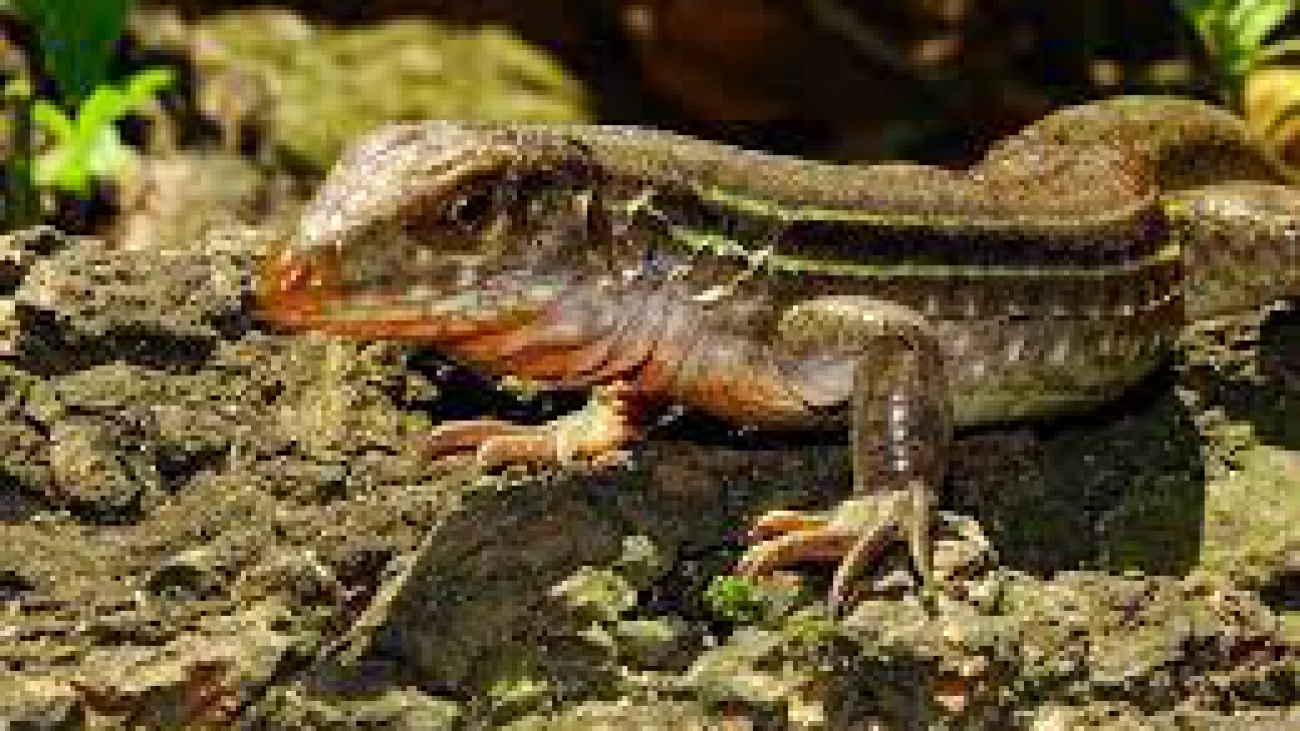 AMEIVA_BIFRONTATA