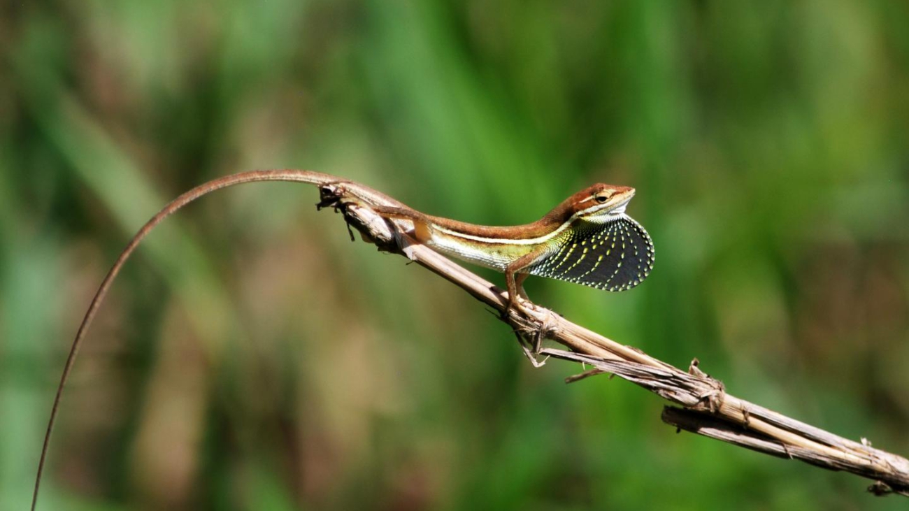 Anolis auratus