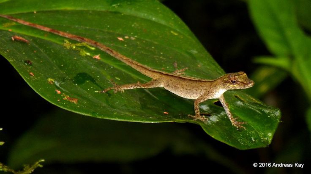 Anolis fuscoauratus_2