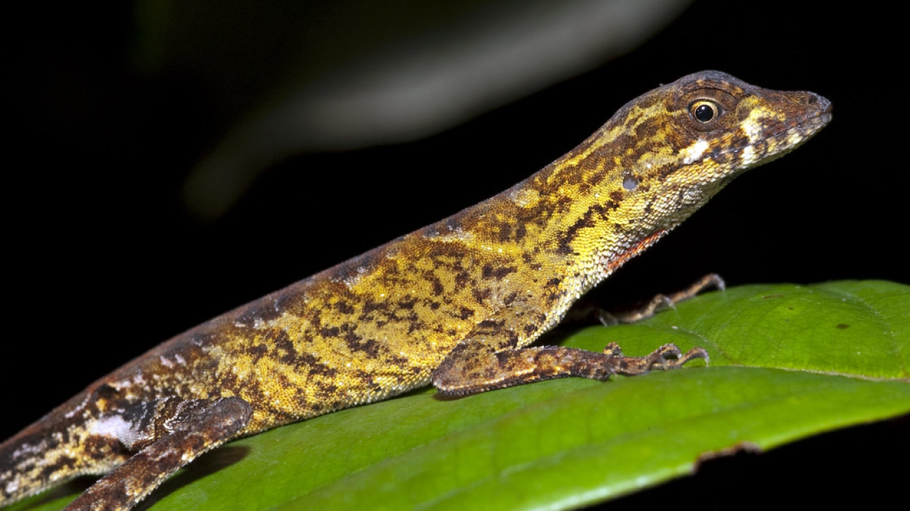 Fuentes: Kenneth P. Wray