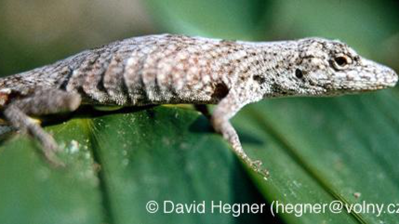 Fuente: David Hegner