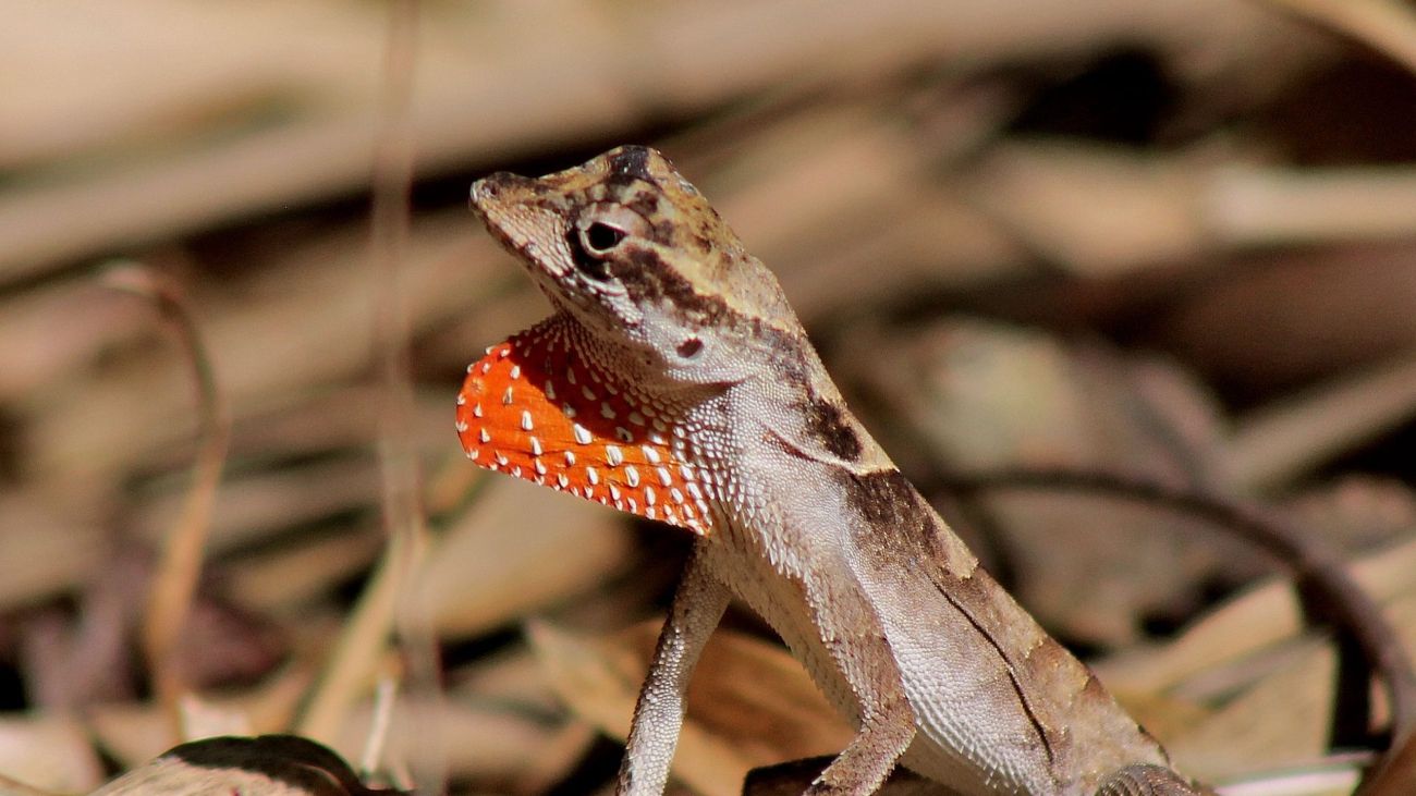 Anolis_chrysolepis