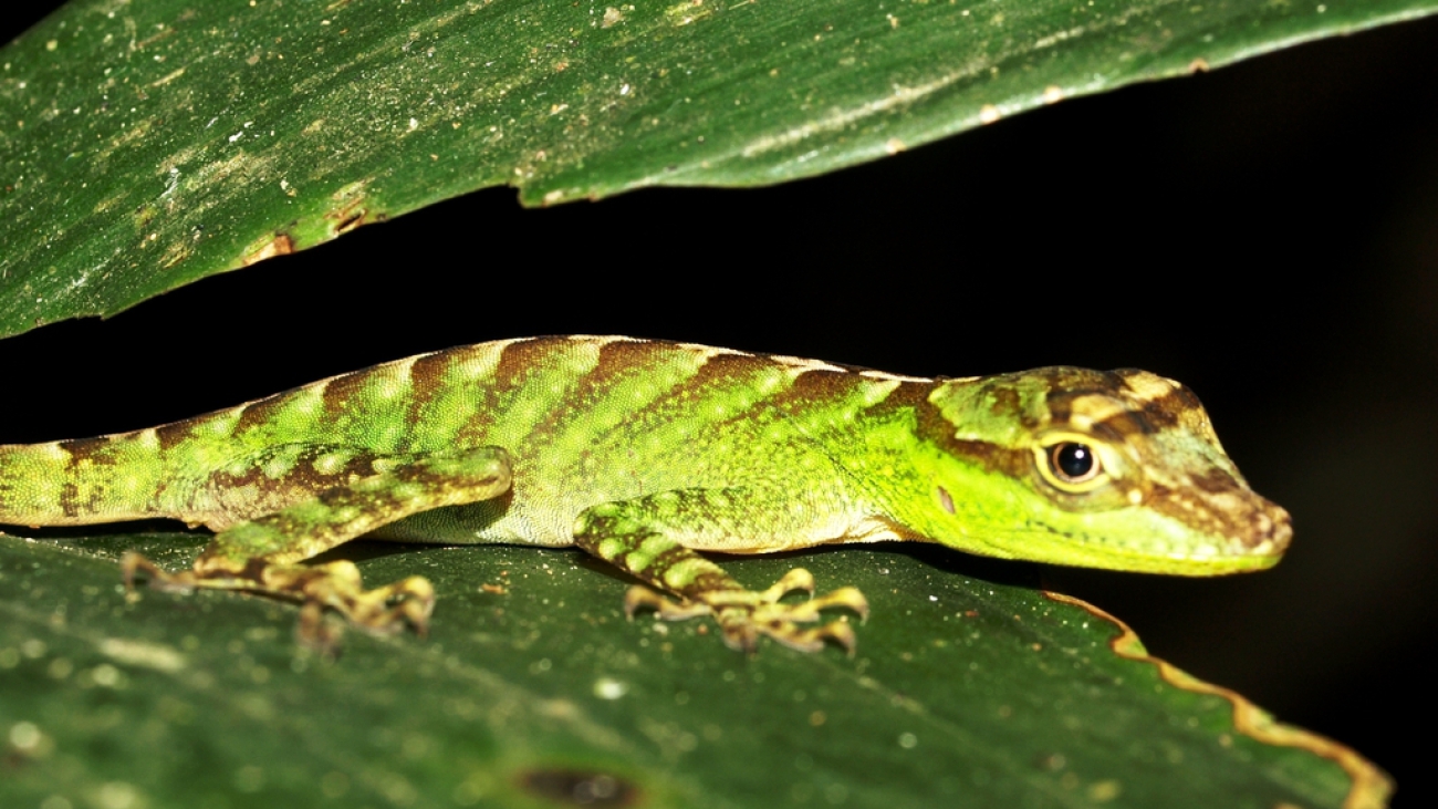 Anolis_squamulatus