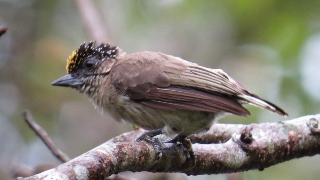 Carpinterito-punteado--Picumnus-nigropunctatus