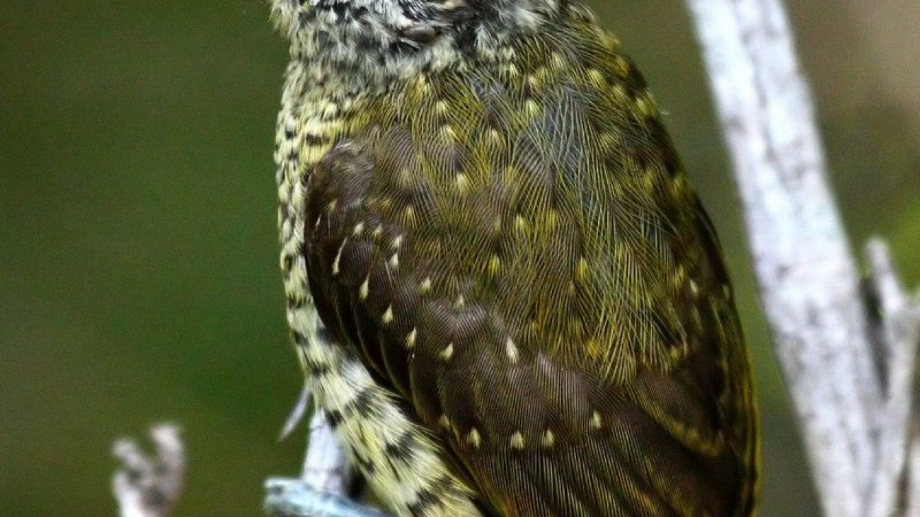 Carpinterito-telegrafista--Picumnus-exilis1