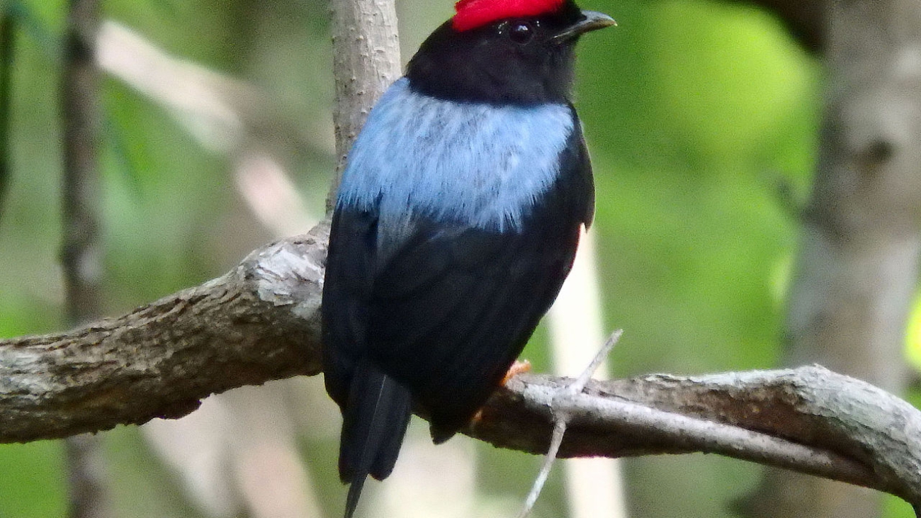 Chiroxiphia lanceolata