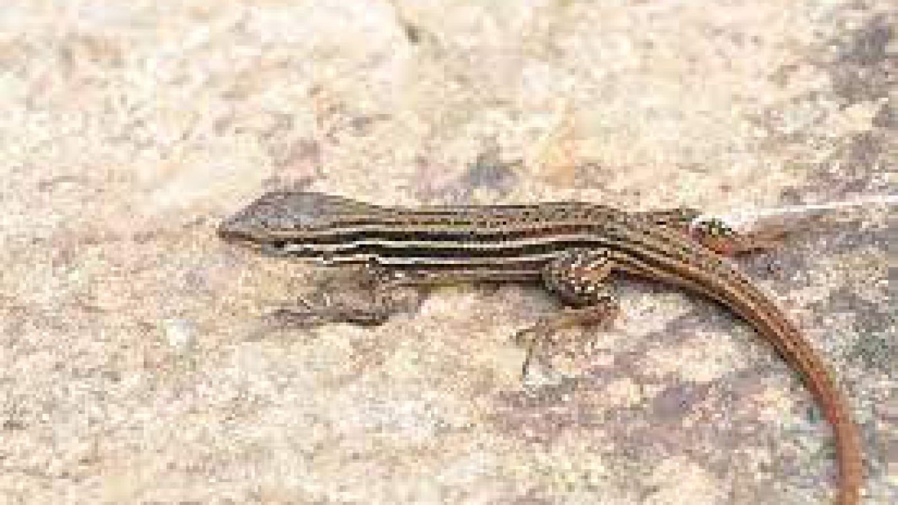 Cnemidophorus gramivagus