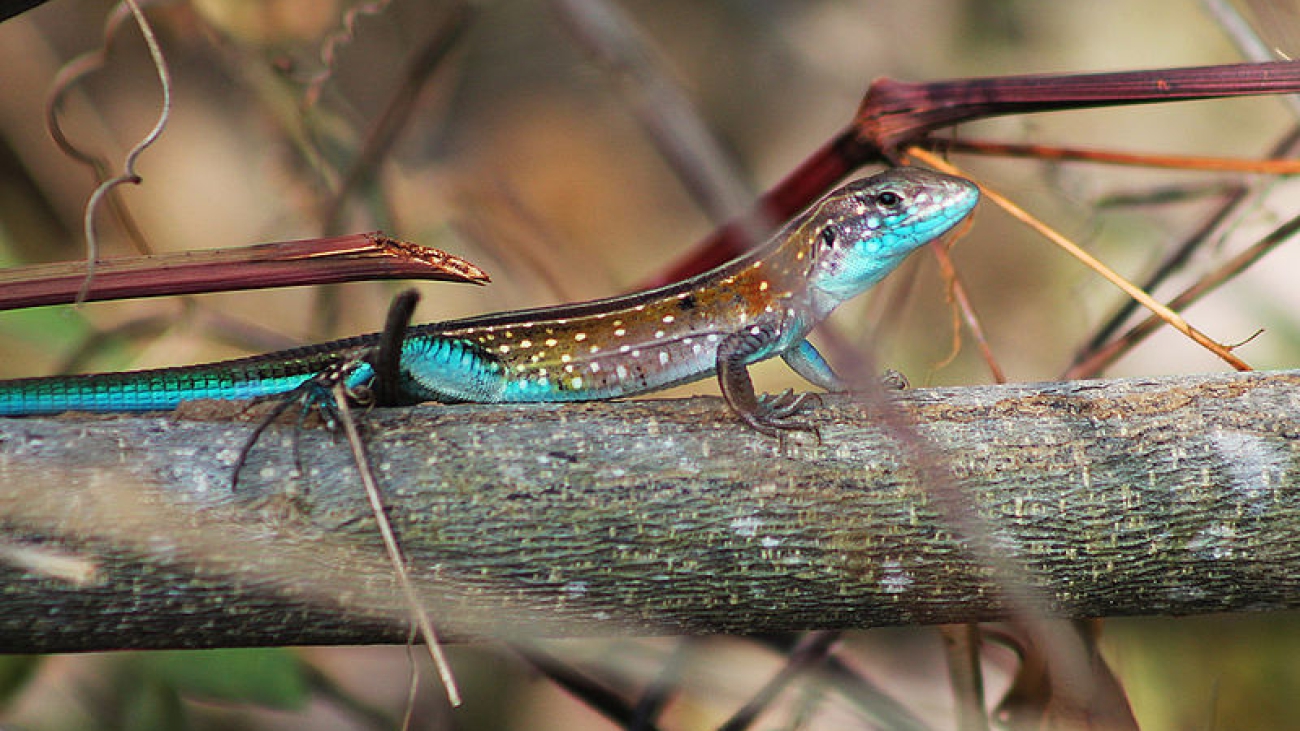 Cnemidophorus lemniscatus