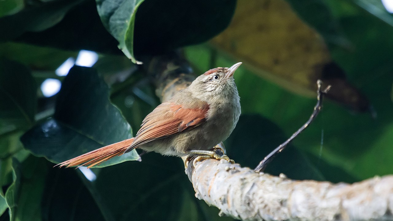Cranioleuca hellmayri