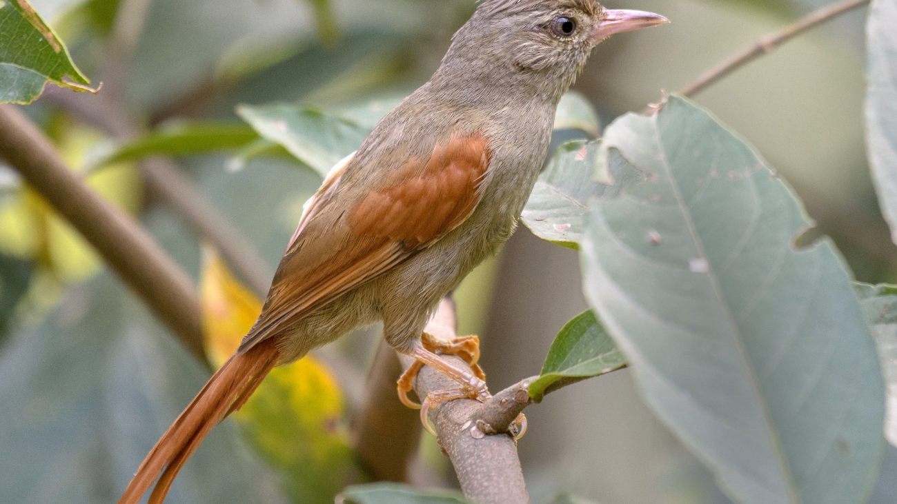 Cranioleuca subcristata