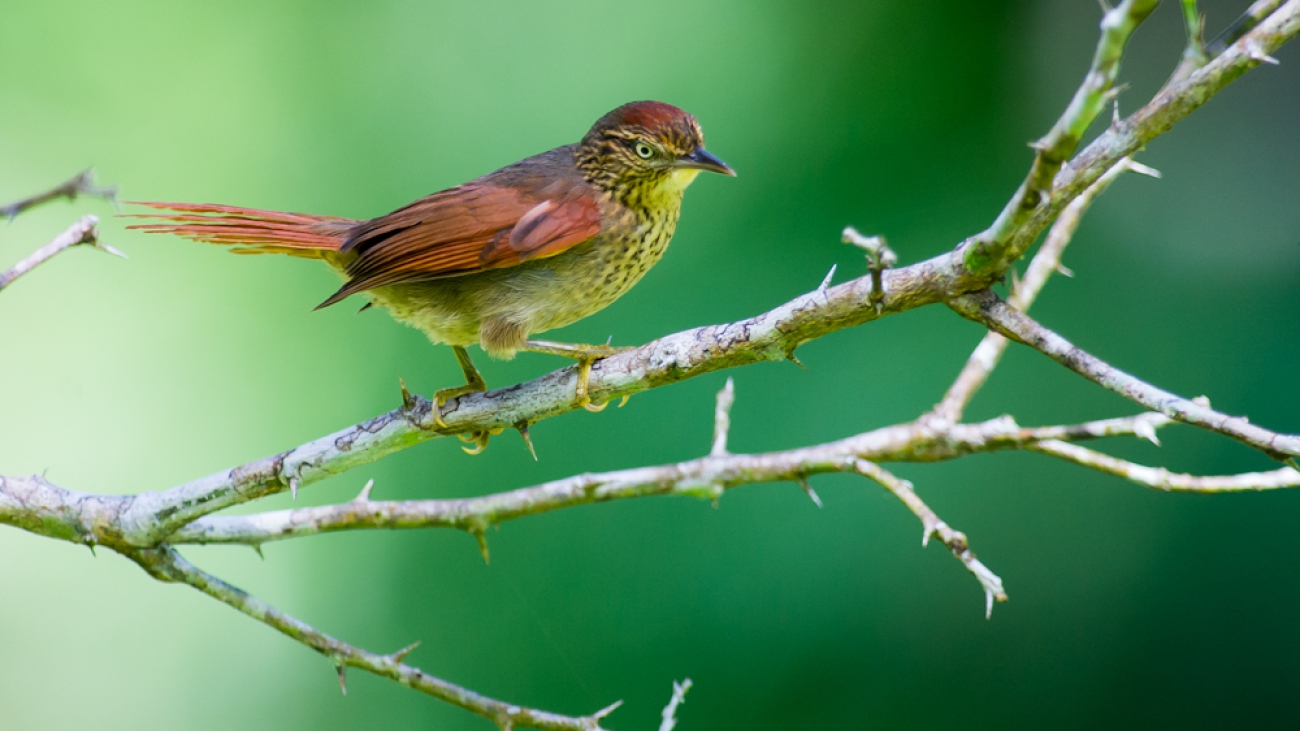 Cranioleuca_gutturata