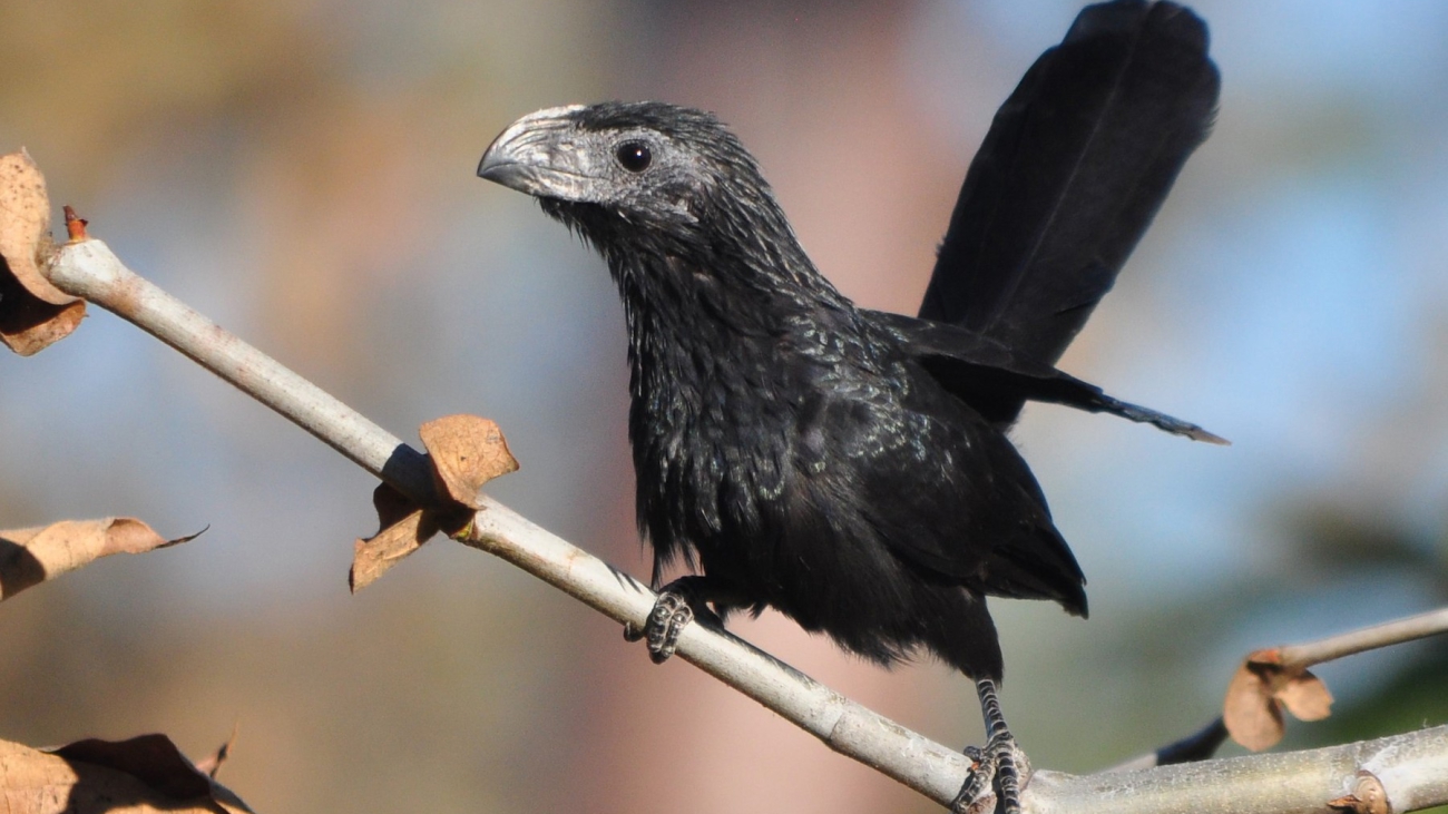 Crotophaga sulcirostris