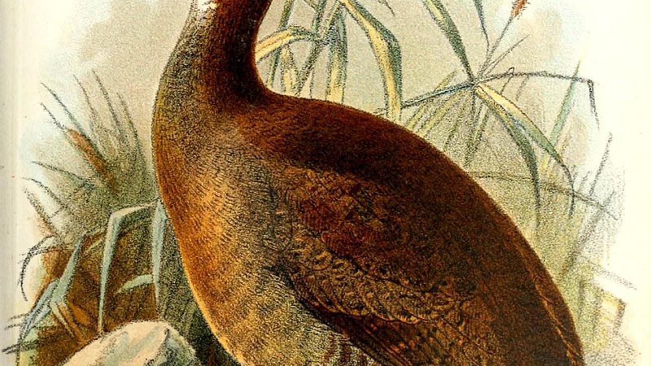 Crypturellus erythropus