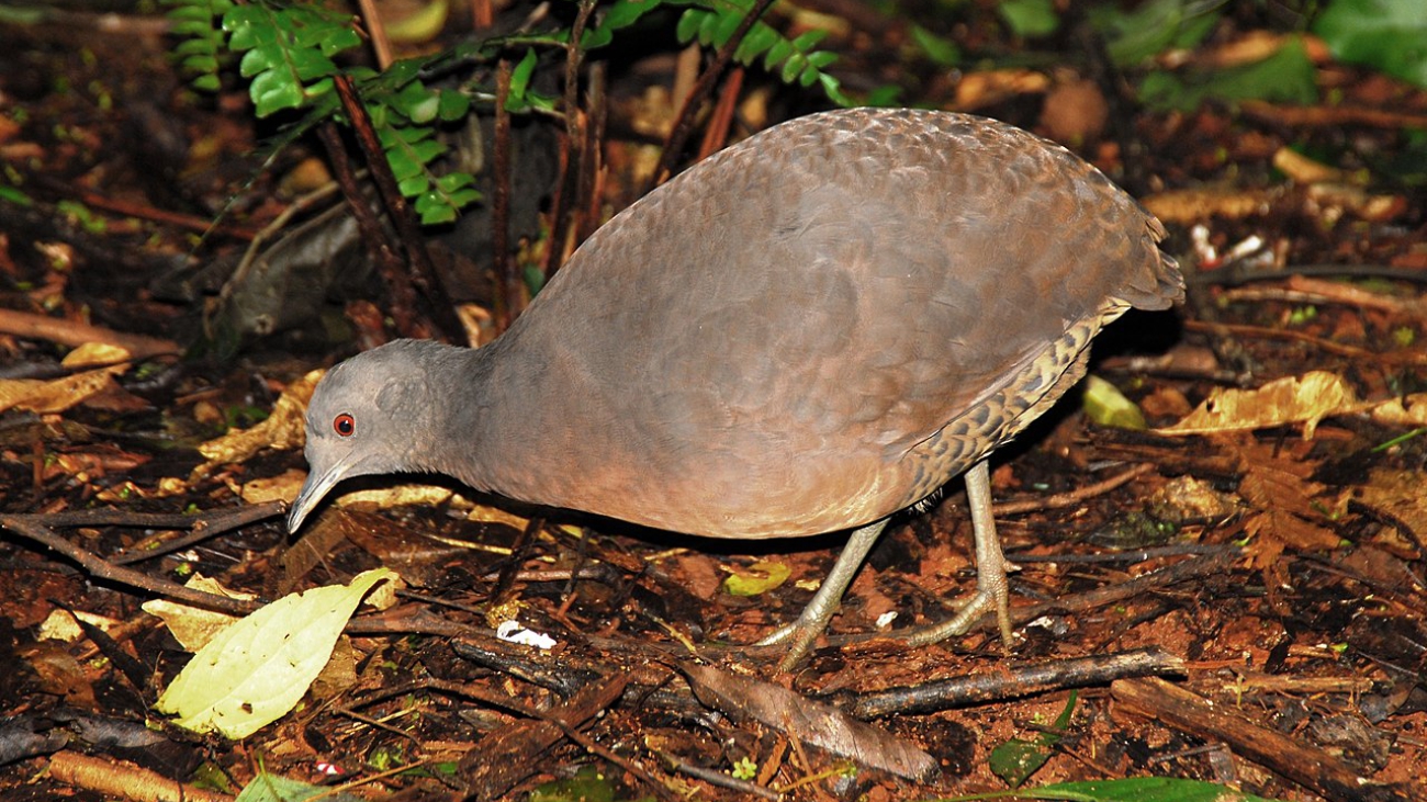 Crypturellus obsoletus