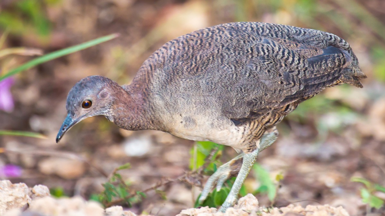 Crypturellus undulatus