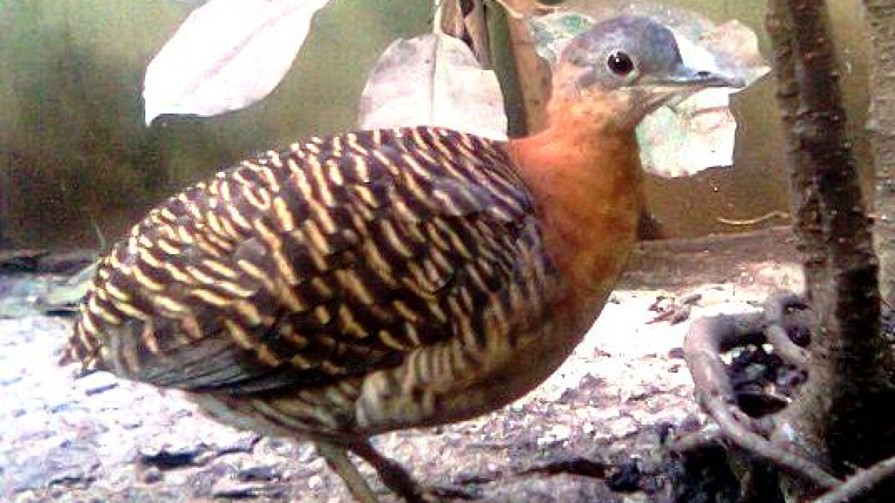 Crypturellus variegatus