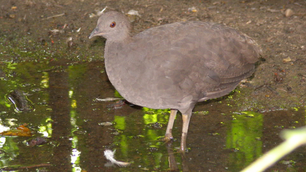 Crypturellus_cinereus