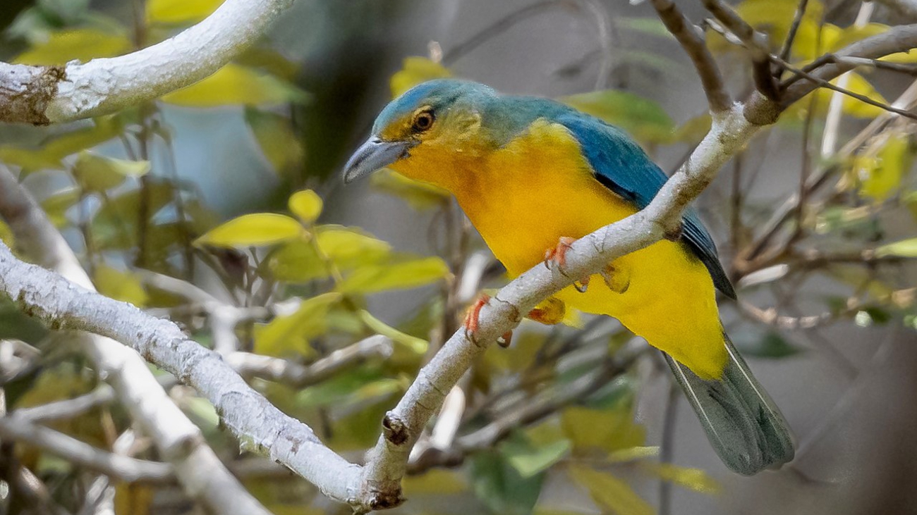 Cyanicterus cyanicterus