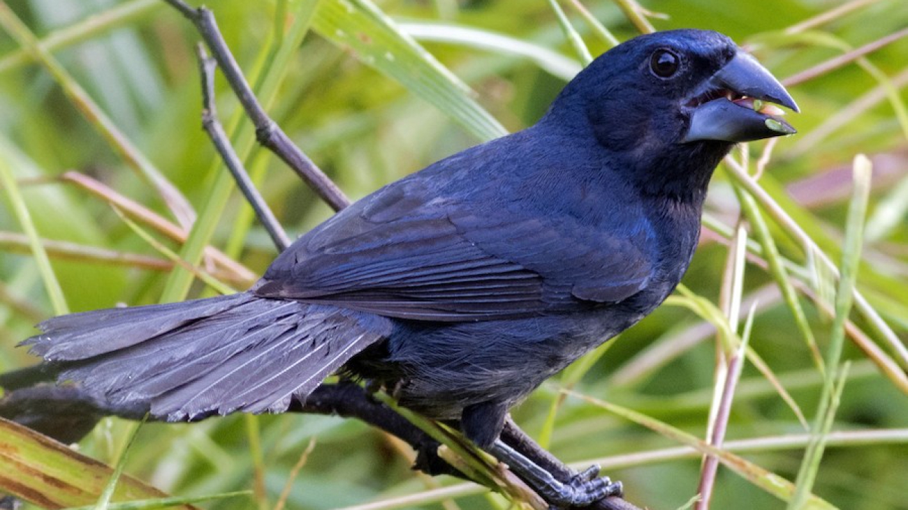 Cyanocorax cyanoides