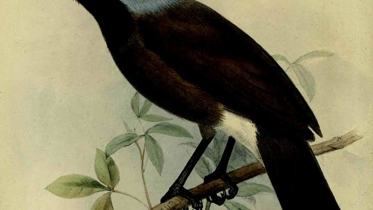 Cyanocorax heilprini