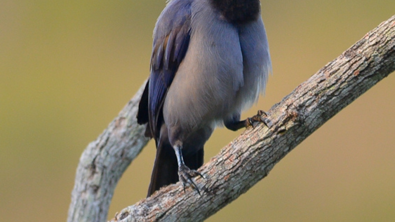 Cyanocorax violaceus