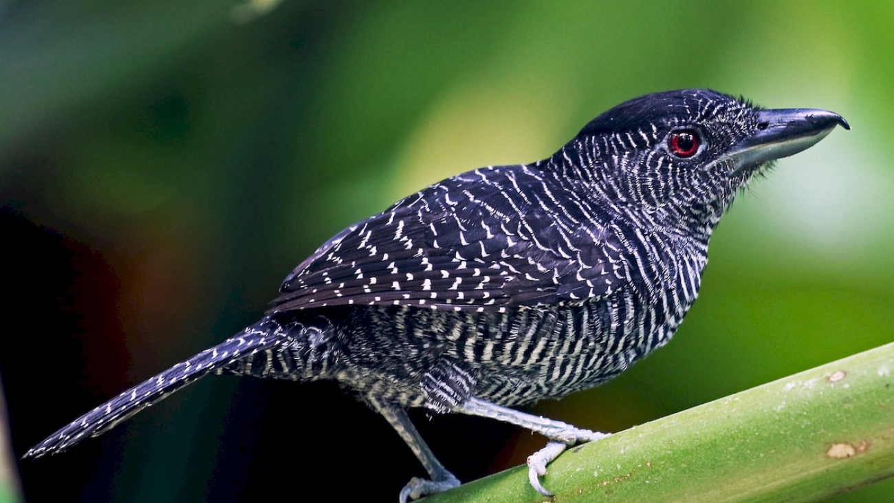 Cymbilaimus lineatus