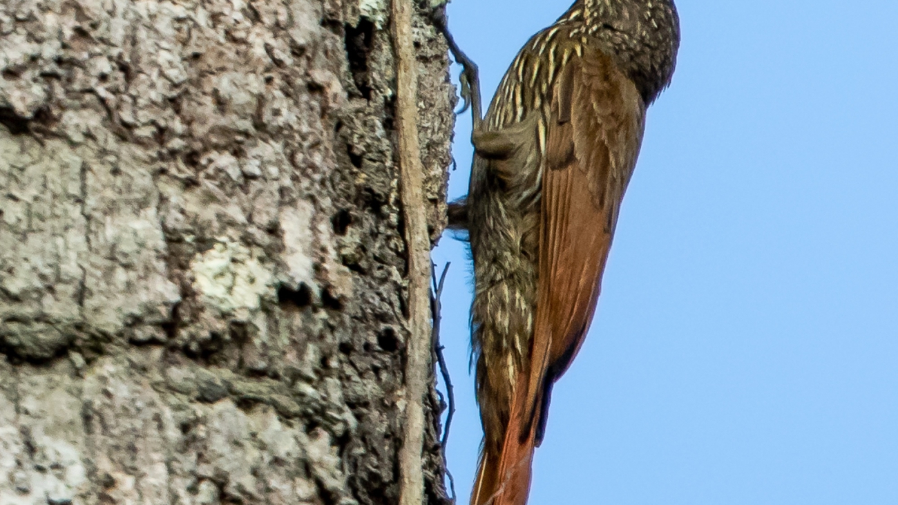 Lepidocolaptes albolineatus