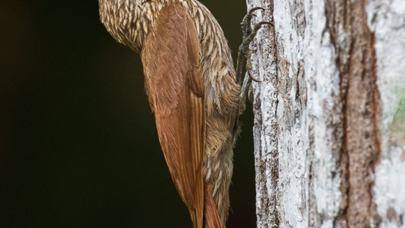 Lepidocolaptes souleyetii
