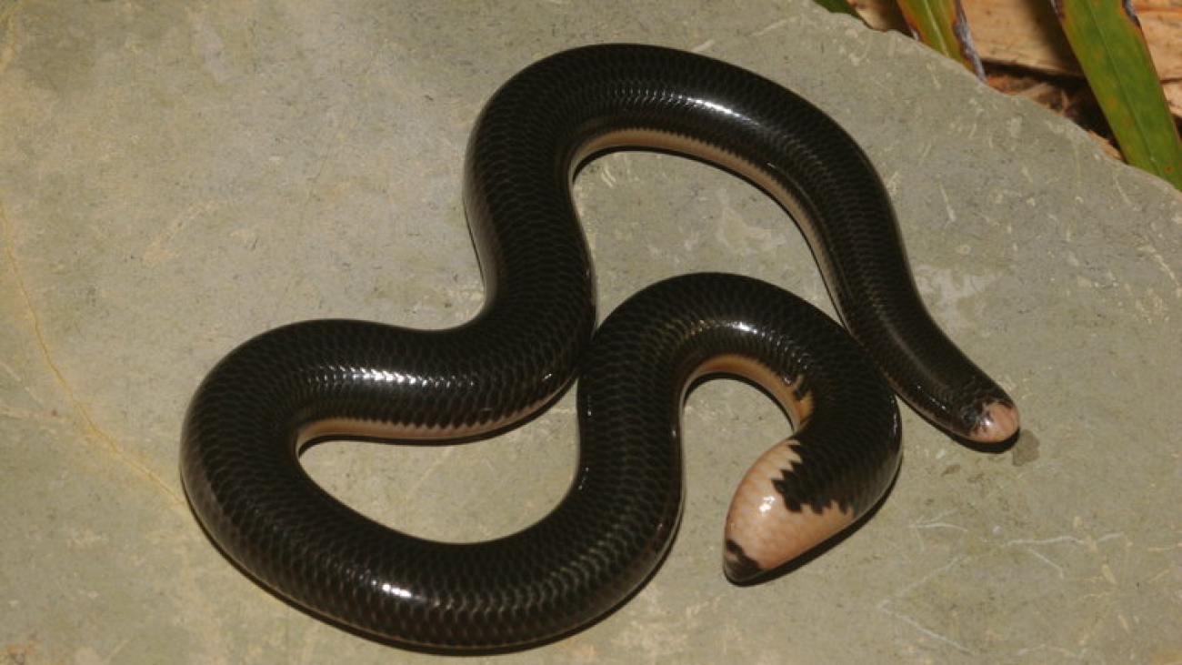 Leptotyphlops albifrons